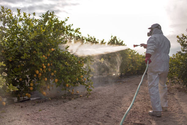 Wasp Removal Services in Minturn, CO
