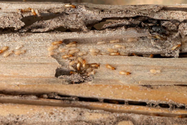 Flea Control Services in Minturn, CO